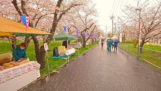 4K・ Rainy Sakura walk in Miyashiro Town・4K HDR