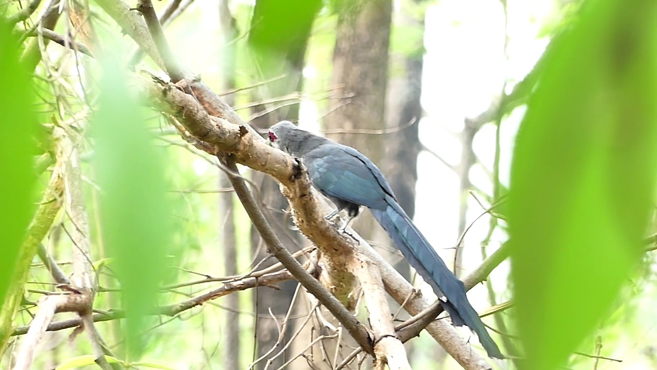 นกบั้งรอกใหญ่(Green-billed Malkoha) 