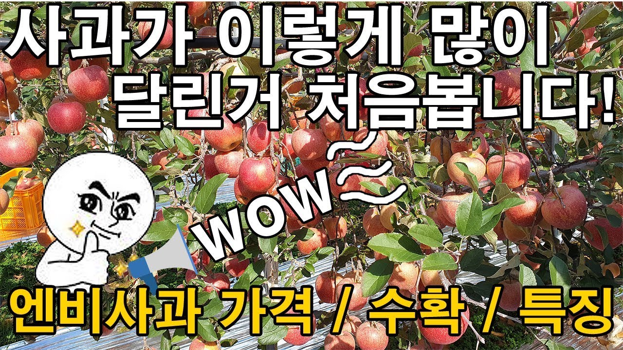 Update 뉴질랜드 품종 엔비사과 견학 다녀왔습니다 - envyapple