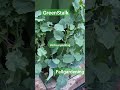 Fall garden/GreenStalk #smallgarden #verticalgardening #greenstalk #fallgardening #leafyvegetables