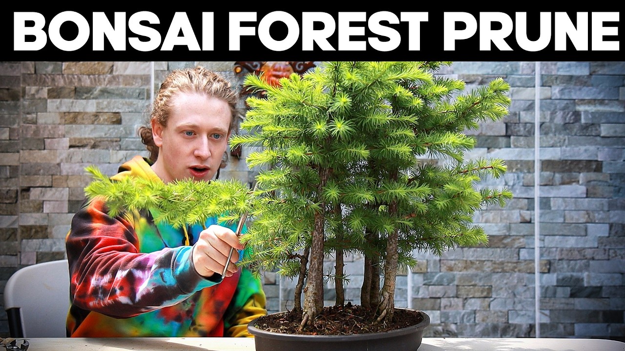 Pruning & Shaping A Bonsai Forest
