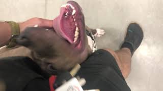 Oscar Takes A Field-Trip - Pit Bull Obedience Training