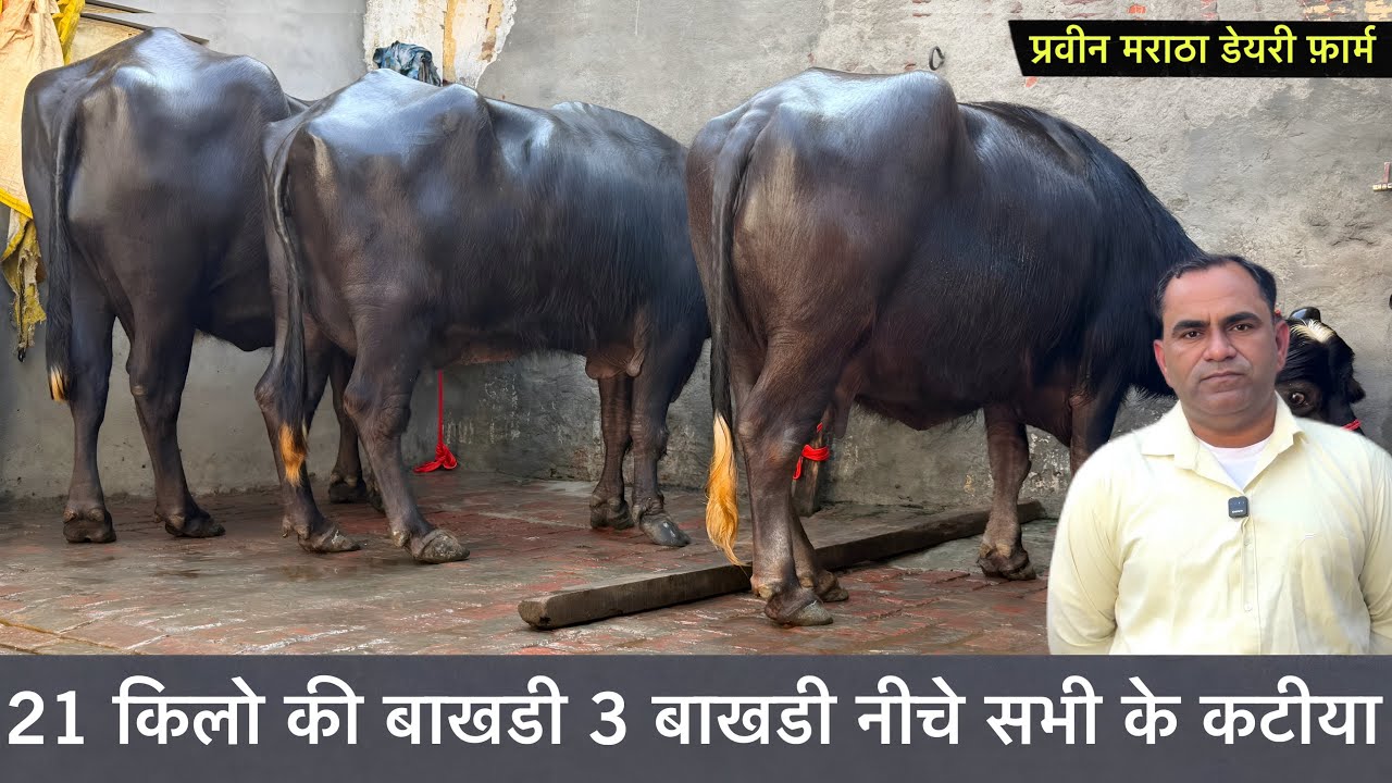 21 किलो की बाखडी नीचे कटीया 3 बाखडी भैस सेल के लिए उपलब्ध Parveen Maratha Dairy Farm ✅