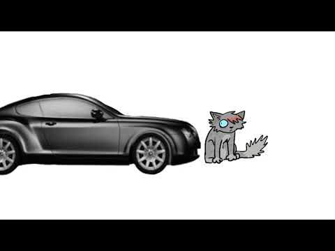 Squirrelflight gets her licence