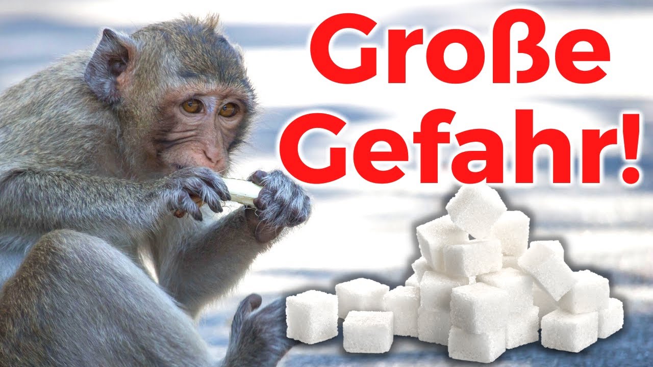Affenzucker – gefährliche Videotipps (Pass auf!)