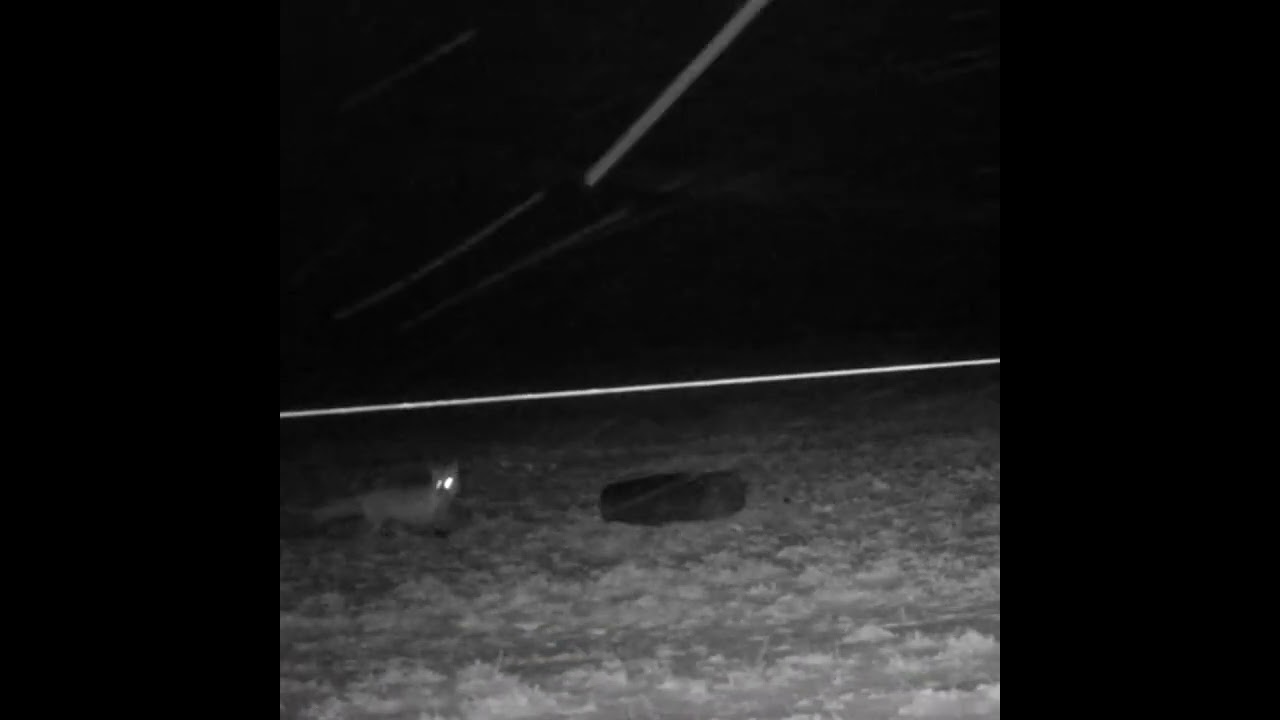 Red Fox Escapes The Tire Set Trap ! ! 