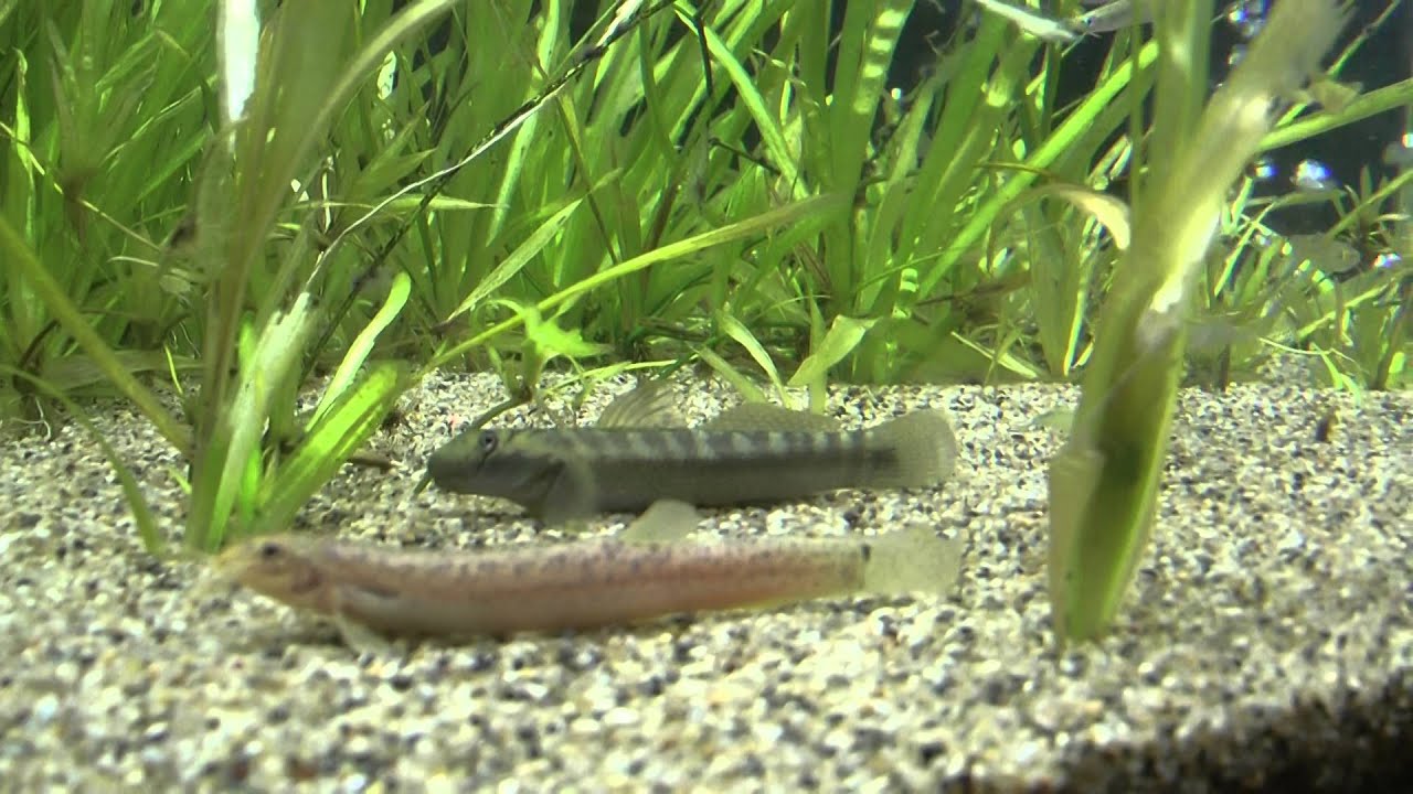 ヒガシシマドジョウ　ミナミメダカ　ボウズハゼ　ホトケドジョウ　森の中の水族館。にて　00091