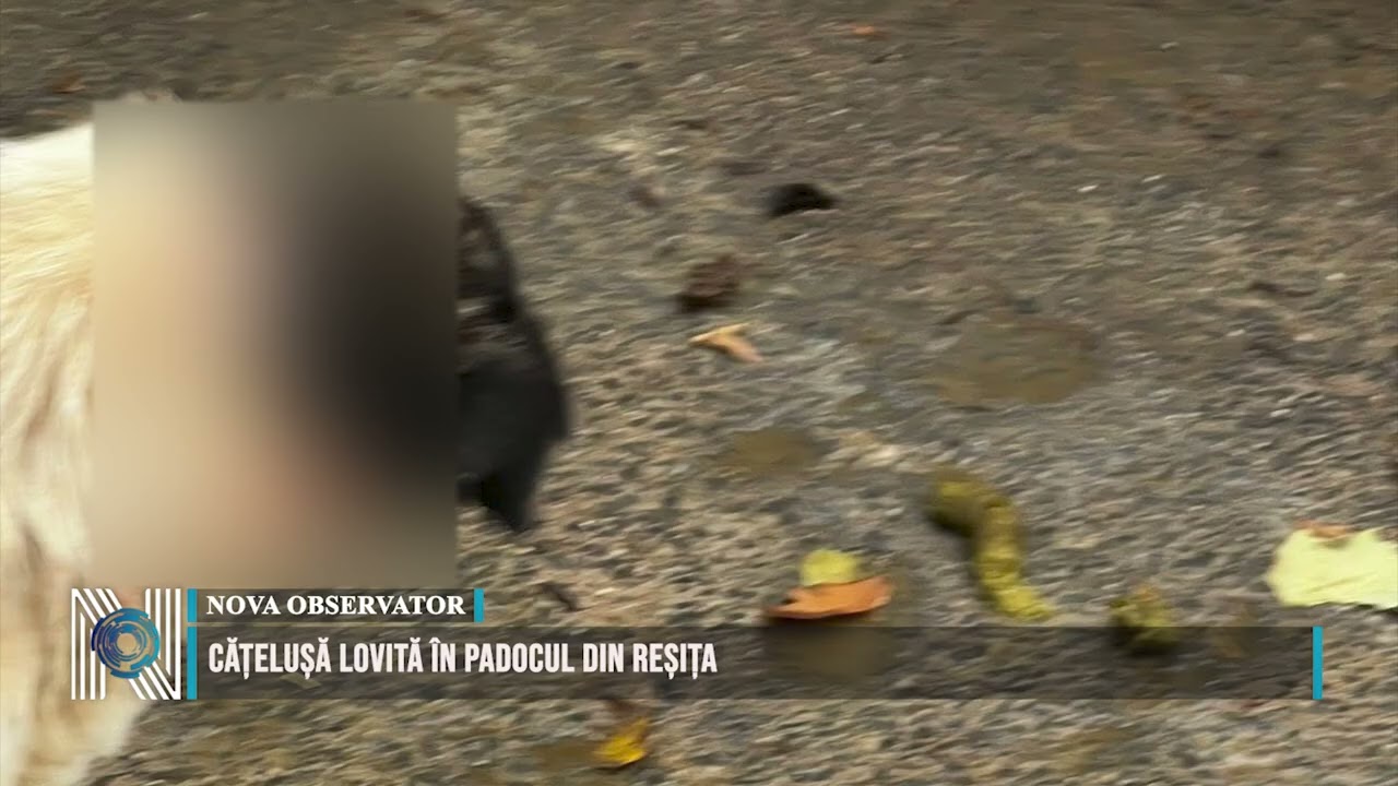 CĂȚELUȘĂ LOVITĂ ÎN PADOCUL DIN REȘIȚA