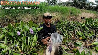 BONGKAR SARANG TOMAN DI BAWAH RUMPUT YANG TEBAL DAN HIJAU