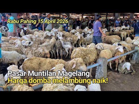 Harga Kambing Domba Jantan