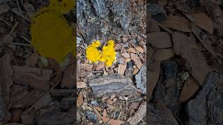Yellow Slim aka Dog Vomit