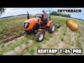 КЕНТАВР Т-24 PRO окучиваем картофель