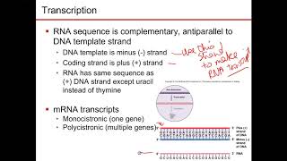 Chapter 7 part 4 microbiology Nester Sandburg