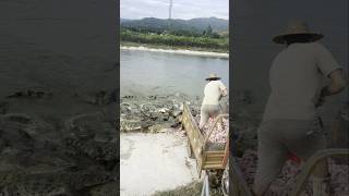 Farmer Dumps Truckload of Chickens Head for Swarming Crocodiles – Insane Reaction! 💥