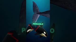 ¡Las orcas le tienen miedo a este animal! 🐋 #shorts #animales #animais #pets