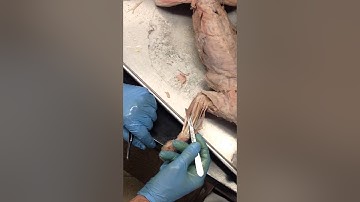 Cat Dissection - Part 2