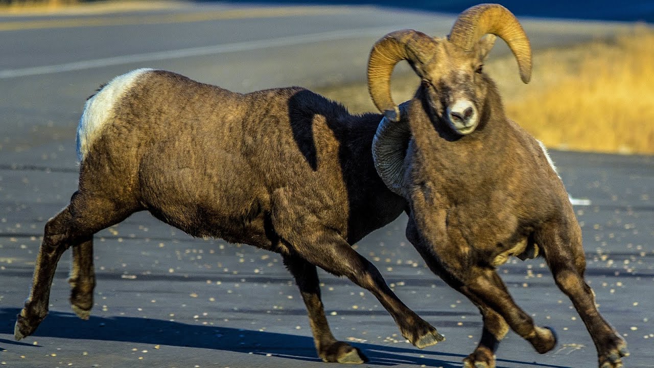 Canadian Rockies Roadside Ram Rumble - YouTube