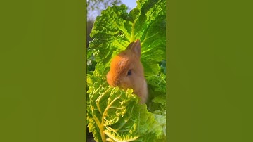 lovely rabbit and i,ts short,