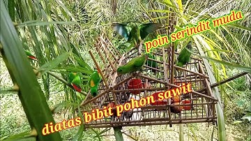 MEMIKAT SERINDIT di BIBIT POHON SAWIT dan DAPAT SERINDIT GADING MUDA