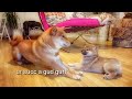 Shiro isn't that bad after all - Shiba Inu puppies (with captions)