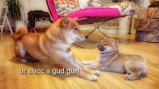 Shiro isn't that bad after all  Shiba Inu puppies (with captions)