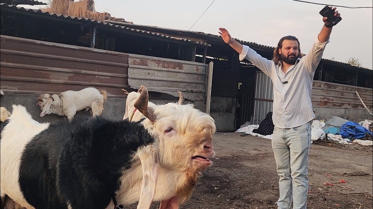 Ghaswala Bada Pagal Mandi Andul Mela At D Goat Farm Mahapoli Bhiwandi | 100 Andul | Danish Bhai.