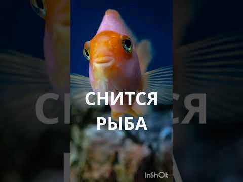 РЫБА - ЕСЛИ ВАМ СНИТСЯ. ИНГА ХОСРОЕВА. ВЕДЬМИНА ИЗБА.