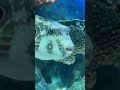 超激レア!フグが目を…@しながわ水族館