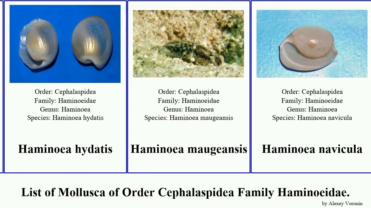 List of Mollusca of Order Cephalaspidea Family Haminoeidae. haminoea smaragdinella atys elegans
