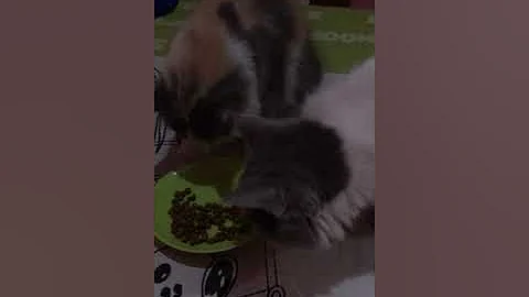 Watch the video about REVIEW ROYAL CANIN KITTEN PERSIA