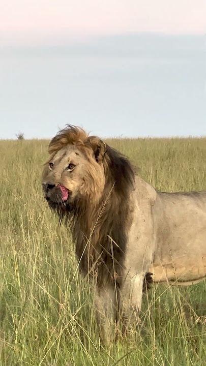 🎬BIG LION LORKULOP (Lorkulup, Lorkolup)