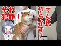 【京の柴犬】てんちゃん、一線を越える⁉　太郎の犬モノガタリ＃１１０