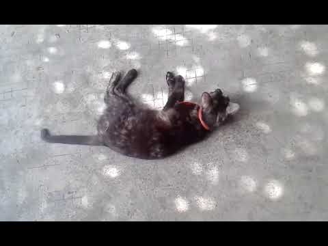 Scratching my cat's belly! 