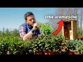 TUTTE le ERBE AROMATICHE che puoi coltivare ad APRILE in giardino o sul balcone