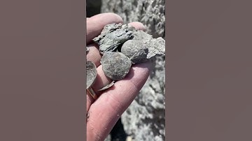 Fossils everywhere in this rock #nature #fossils #rocks #lakemichigan