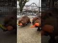 Beavers Bring Their Vegetables Home 🤣⁠⁠ (🎥: ViralHog)⁠