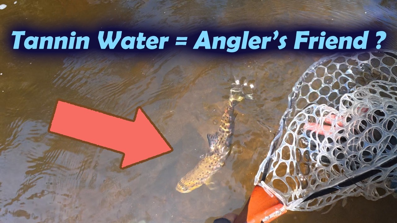 Is Tannin Water an Angler’s Friend ? BFS in Tea-Coloured Water