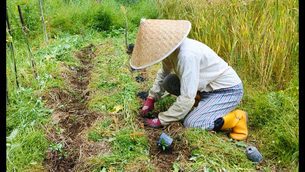 Есть один трюк. Как посадить рассаду на естественно выращенном поле