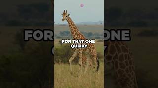 Giraffes' Quiet Mystery: The Science Behind Their Silent Vocal Cords! #shortvideo #facts #animals