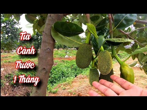 Video: Hướng Dẫn Tỉa Mía - Mía Có Cần Tỉa Không