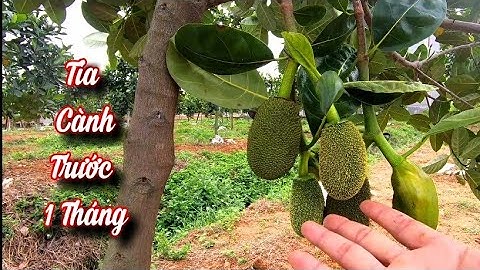 Cắt Tỉa Cành Mít Khi Nào - Tháng Mấy Thì Mít Ra Quả