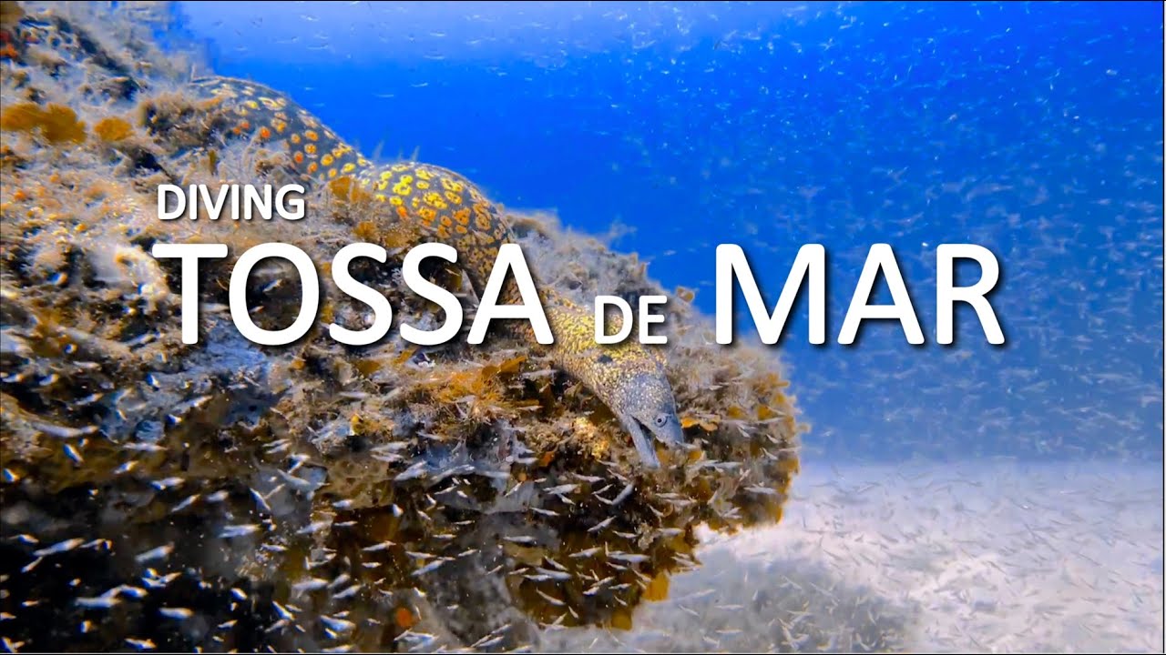 Diving TOSSA DE MAR 2023