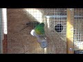 Świergotka seledynowa (Red-Rumped parrot)
