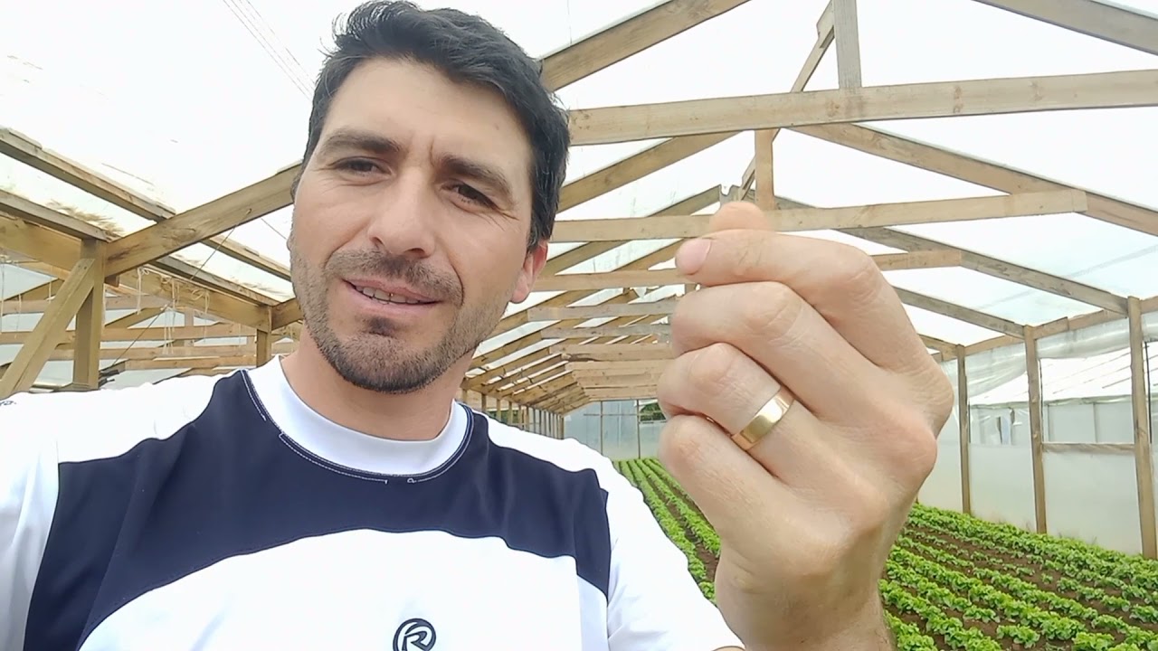 ya estamos trabajando en nueva campaña de lechugas .