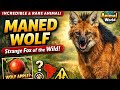 Maned Wolf | The Strange Fox-Like Wolf of South America 🐺 | Rare Animal Facts