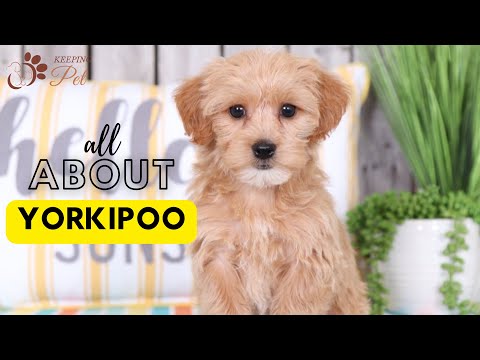 Vídeo: 9 Raças De Cachorro Poo Designer