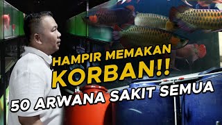HANYA DISINI!! SHARING PERAWATAN RATUSAN ARWANA DUO TIANG
