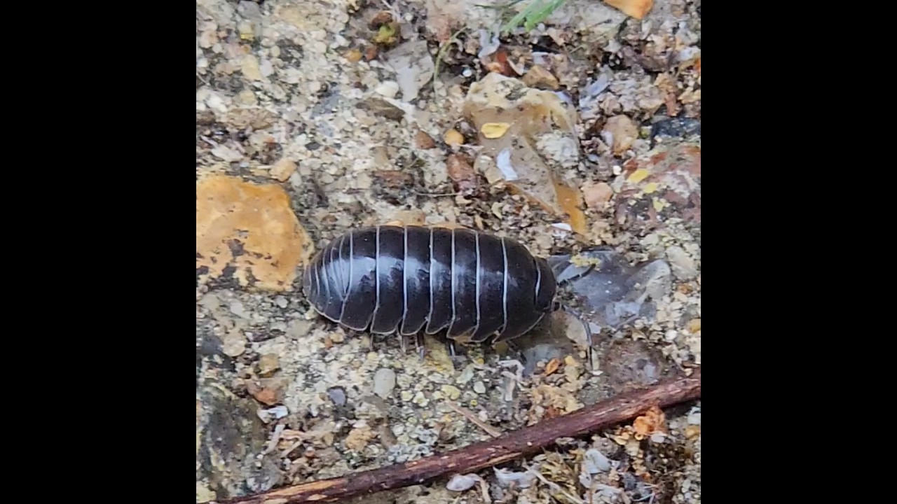 I Spotted a Common Pill Woodlouse!