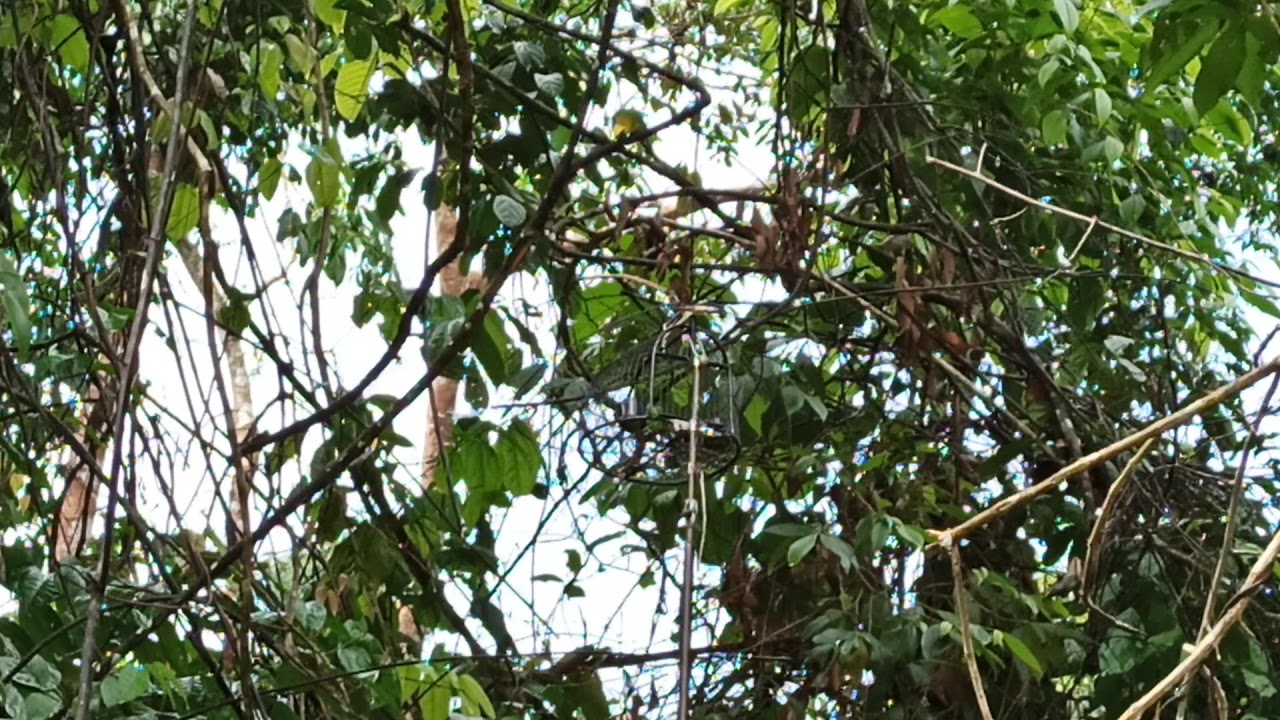 Burung hijau Sami tapau bapak tua