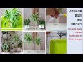 Growing plants without Soil #How to do a water change @행복베란다정원 HappyBalconyGarden